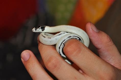 My High White California King Snake Named Oreo Snakes