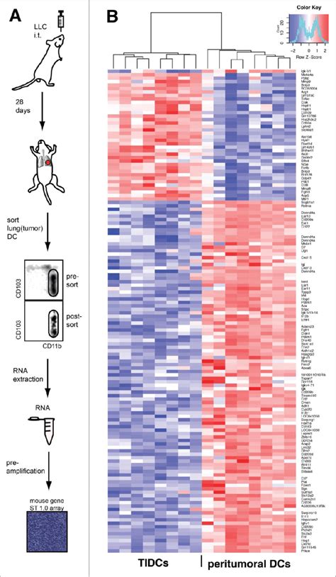 Differential Gene Expression In CD11b C TIDCs From Lung Tumor Bearing