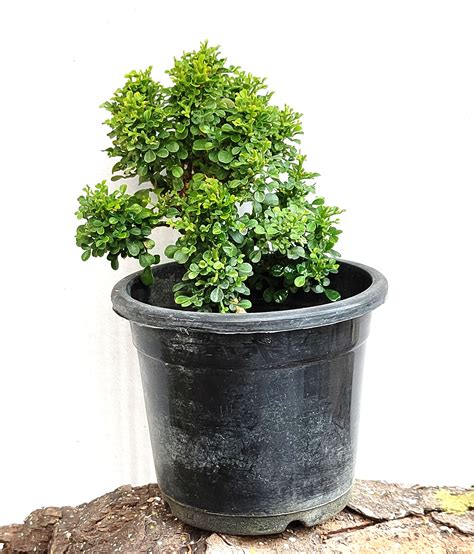 Buy Hybrid Dwarf Murraya Paniculata Orange Jasmine Bonsai Material