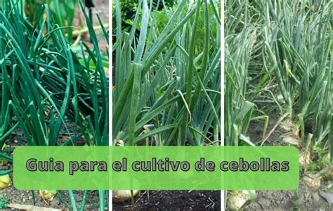 Empiece a cultivar cebollas la guía completa Wiki Agronomia