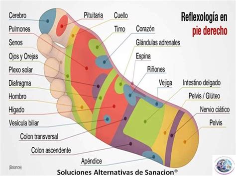 Reflexolog A De Pie Derecho Reflexolog A Reflexolog A Del Pie