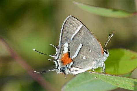 10 Endangered Butterflies and Their Host Plants - Save Our Monarchs