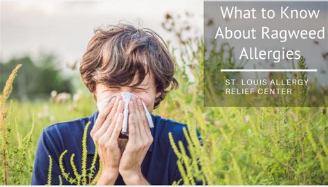 What To Know About Ragweed Allergies St Louis Allergy Relief