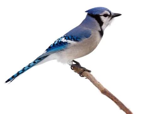 10 Incredible Blue Jay Facts A Z Animals