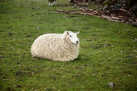 Sheep Sit Stock Photos Pictures And Royalty Free Images Istock