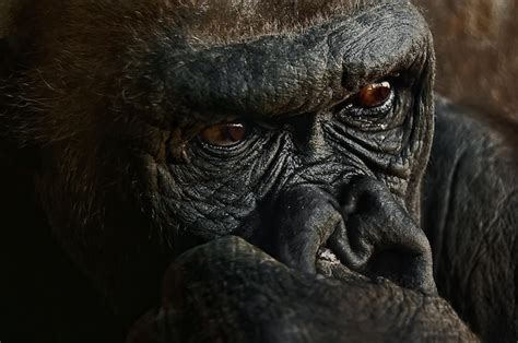 Premium Photo | A gorilla with a black face and black eyes is looking at the camera.