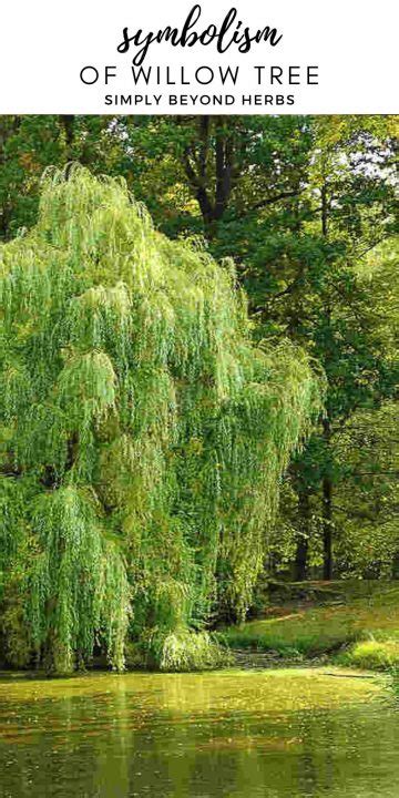 Willow Tree Symbolism and Meaning: The Ultimate Guide - SimplyBeyondHerbs