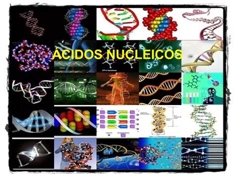 Tema 6 Acidos Nucleicos PPT