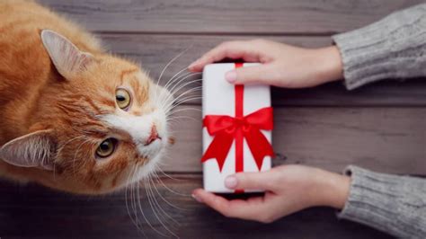 Comment Fabriquer Un Cadeau Offrir Pour Un Chat Conseils Et Id Es Diy