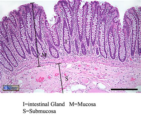 Histology Of Intestine