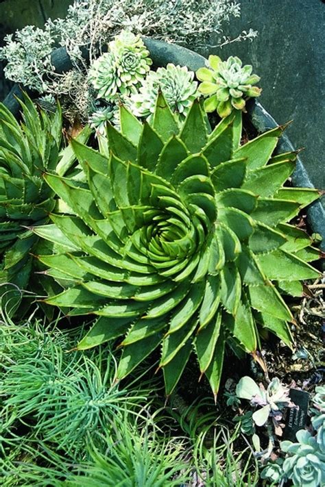 Learn about Aloe polyphylla | Hardy Spiral Aloe | Perennial Encyclopedia