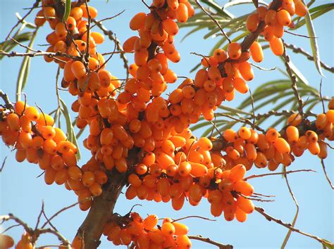 Sea Buckthorn Tree S Seabuckthorn Plants And Shrubssea Buck