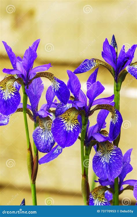 Blue Irises Flowering Plants Stock Image Image Of Head Bright 73770953