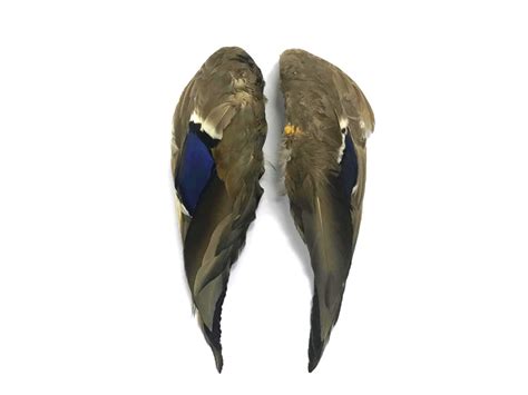 1/4 lb Iridescent Blue Mallard Feathers | Moonlight Feather