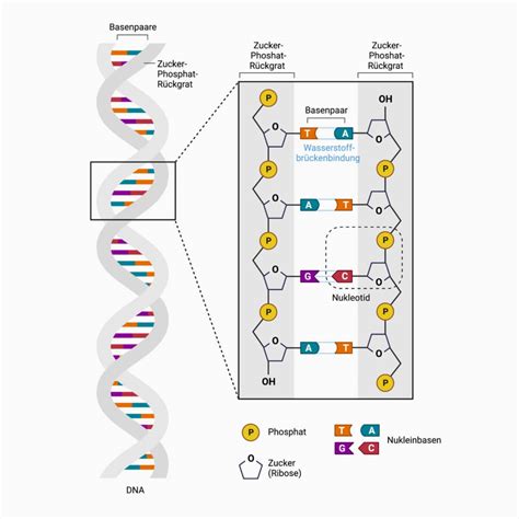 DNA Rückgrat DocCheck Flexikon