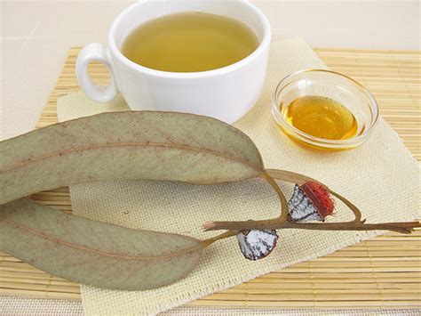 Eucalyptus Tea Benefits Side Effects And Recipe Chinese Teas 101