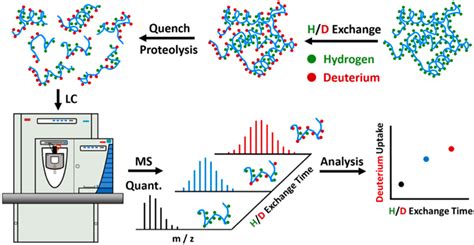 Workflow Of Continuous Hdx‐ms The Protein In Upper Right Is Submitted Download Scientific