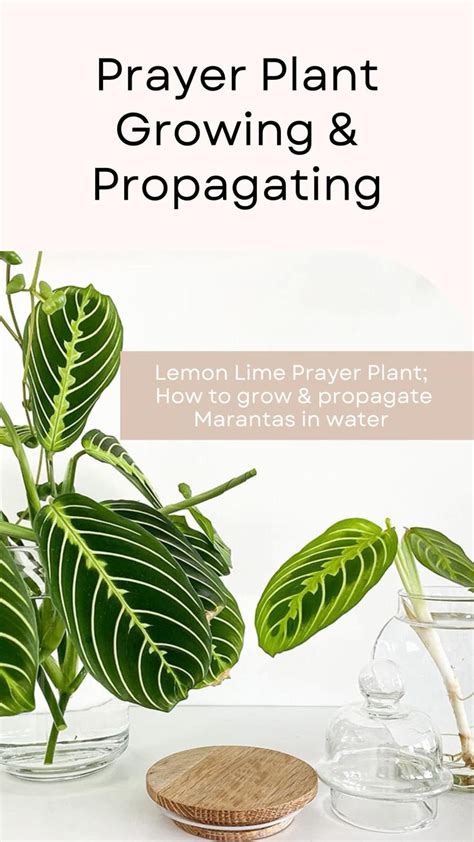 Lemon Lime Prayer Plant How To Grow And Propagate Marantas In Water