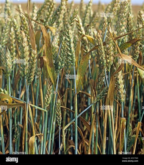 Wheat Leaf Rust Or Brown Rust Puccinia Triticina Infection On The