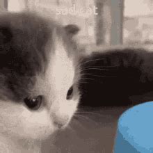 Sad Kitten GIFs | Tenor