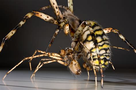 Spiders Mating