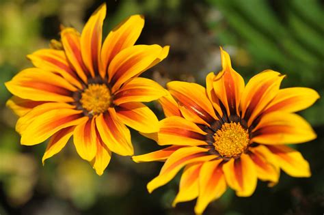 Gazanias (Treasure Flower): Plant Care & Growing Guide