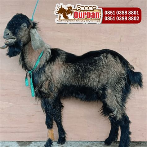 Wa 0851 0388 8801 Harga Kambing Untuk Kurban Surabaya 2023 Makanan