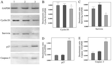 Rassf1a Promotes Apoptosis And Suppresses The Proliferation Of Ovarian