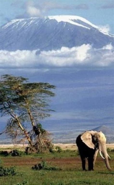 Kilimanjaro Elephant Mountain Hd Phone Wallpaper Peakpx