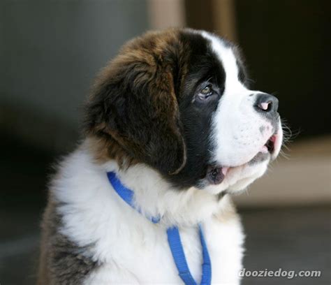 St Bernard pup....and yes, I would express my creativity by naming him Bernie Cute Small Animals ...