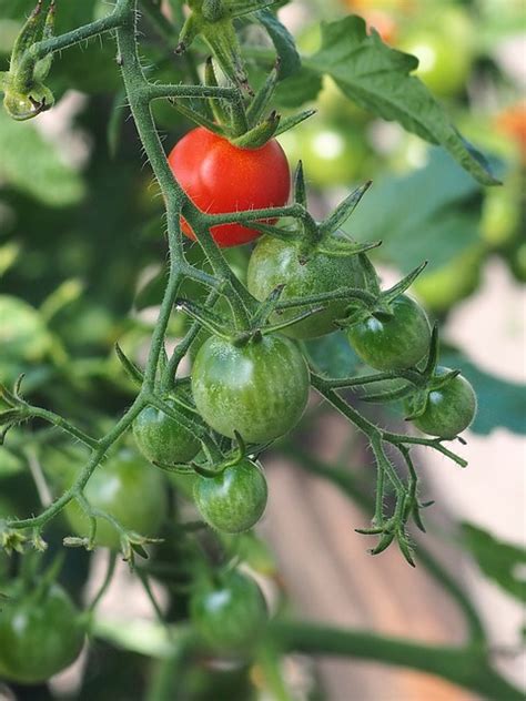 8000 Free Tomato And Food Images Pixabay