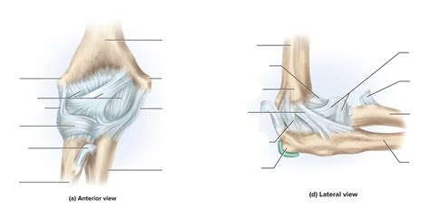 Elbow Joint Diagram Quizlet