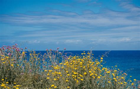 Dove Vedere Le Fioriture Di Primavera In Italia E Non Solo