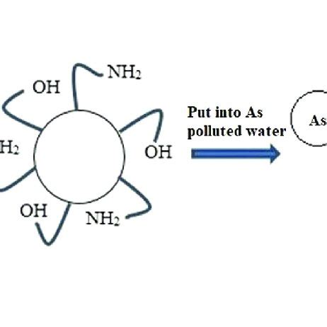 Schematic Representation Of Adsorption Mechanism Of Chitosan