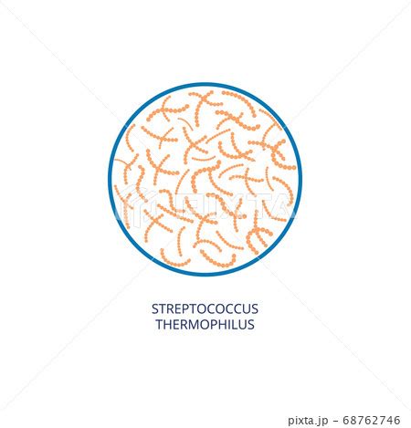 streptococcus thermophilus bacterium   pixta