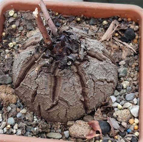 My Dioscorea Elephantipes Has Finally Gone Into Dormancy After Almost 1