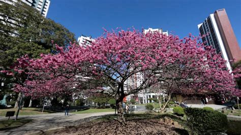 Aprender Sobre Imagem Muda De Cerejeira Curitiba Br Thptnganamst