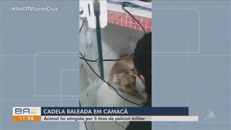 Cadela da raça Pitbull é atingida por cinco tiros na BA e polícia