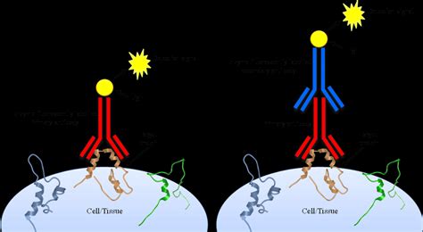 21 Schematic Diagram Of Direct And Indirect Immunofluorescence