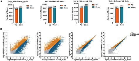 Frontiers The Zygotic Division Regulator ZAR1 Plays A Negative Role