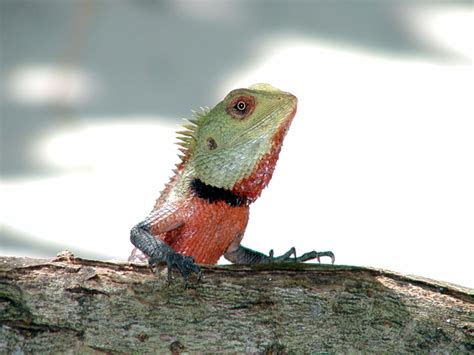 Calotes versicolor Free Photo Download | FreeImages