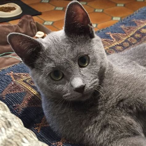 Pin By Eileen Snyder On Nacho Lookalikes Russian Blue Cat Baby