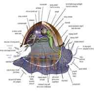 Pearl Nautilus Shell For Sale In UK 19 Used Pearl Nautilus Shells