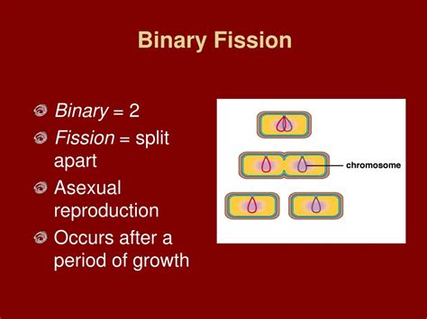 Ppt Plate 15 Bacterial Reproduction Powerpoint Presentation Free Download Id 2912066