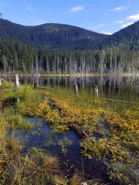 Camped Out At Coplay Lake Wa Drove In Late At Night And Woke Up To