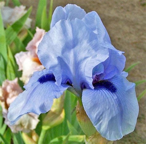 Photo Of The Bloom Of Border Bearded Iris Iris Blackbeard Posted By