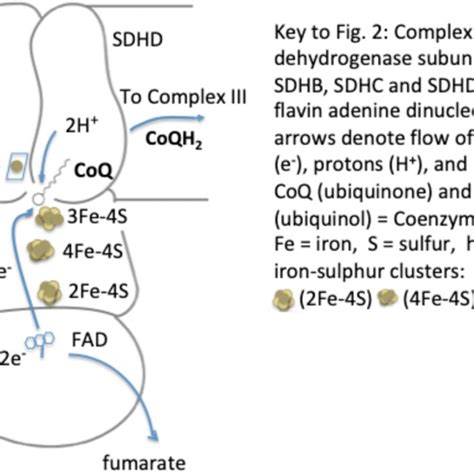 Diagram of Complex II, also known as succinate dehydrogenase. A flavin ...