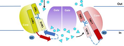 New structures of Anion Exchanger 1 shed light on its high transport ...