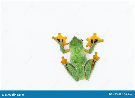 Black-webbed Flying Tree Frog, Rhacophorus Kio, on White Background ...