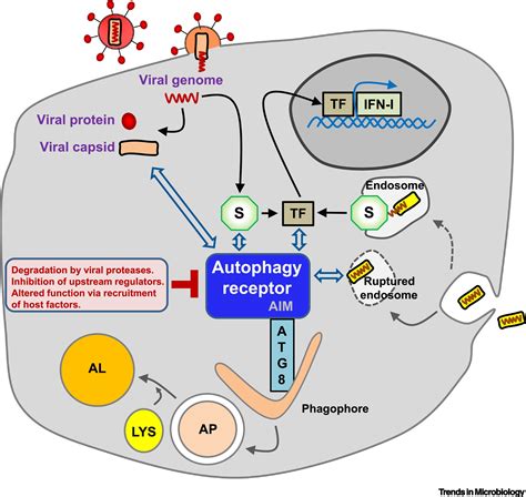 Selective Autophagy Receptors In Antiviral Defense Trends In Microbiology